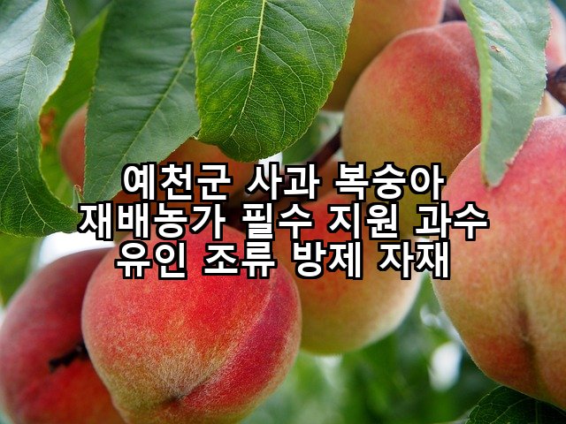 예천군 사과 복숭아 재배농가 필수 지원 과수 유인 조류 방제 자재